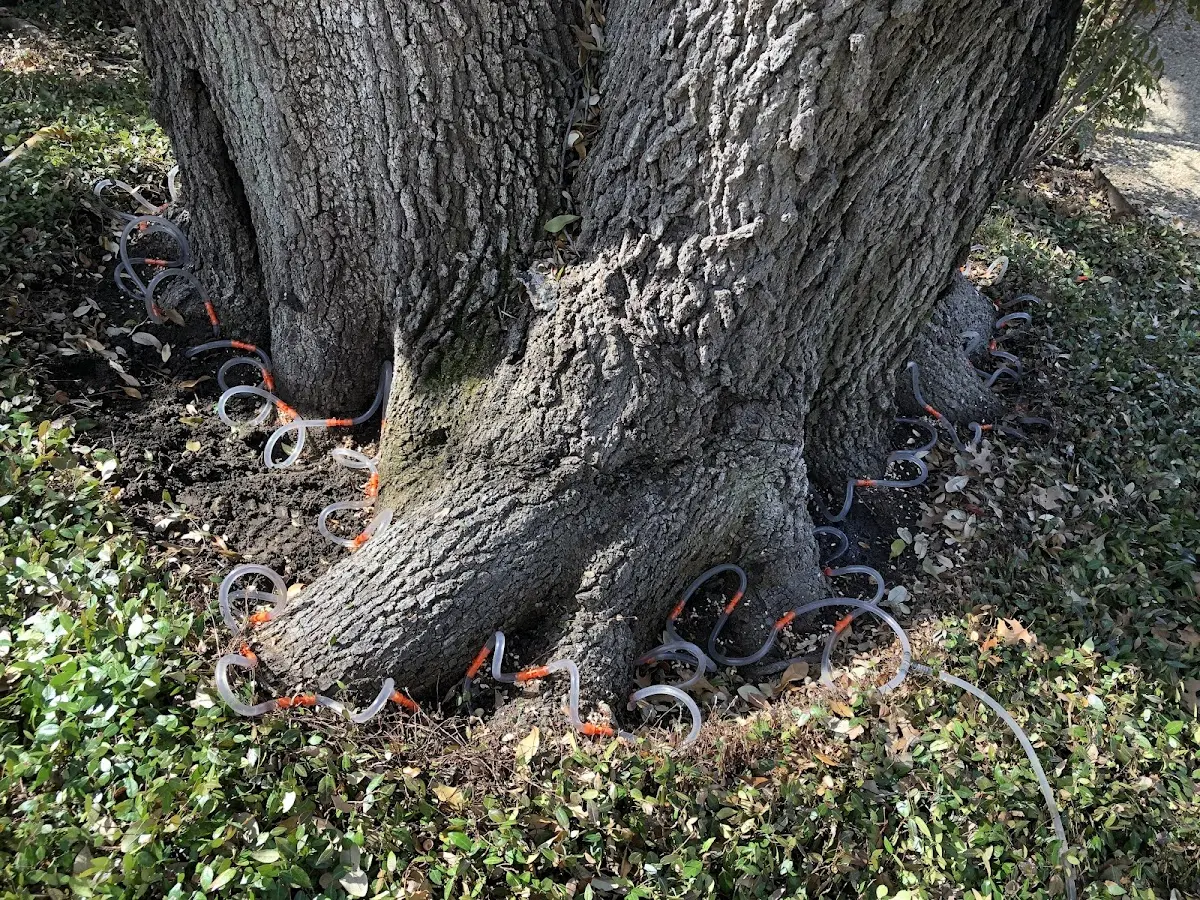 Detailed Tree Cabling and Bracing job site in Canterbury